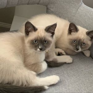 Meet your Posher, Dashone